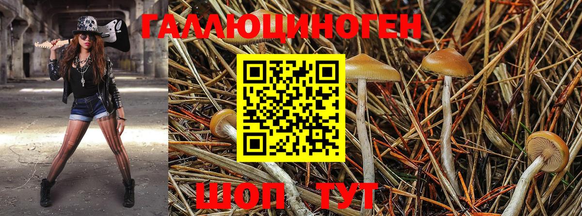 Рославль  Псилоцибиновые грибы Psilocybe  Вход с VPN  Псилоцибиновые грибы Psilocybe 